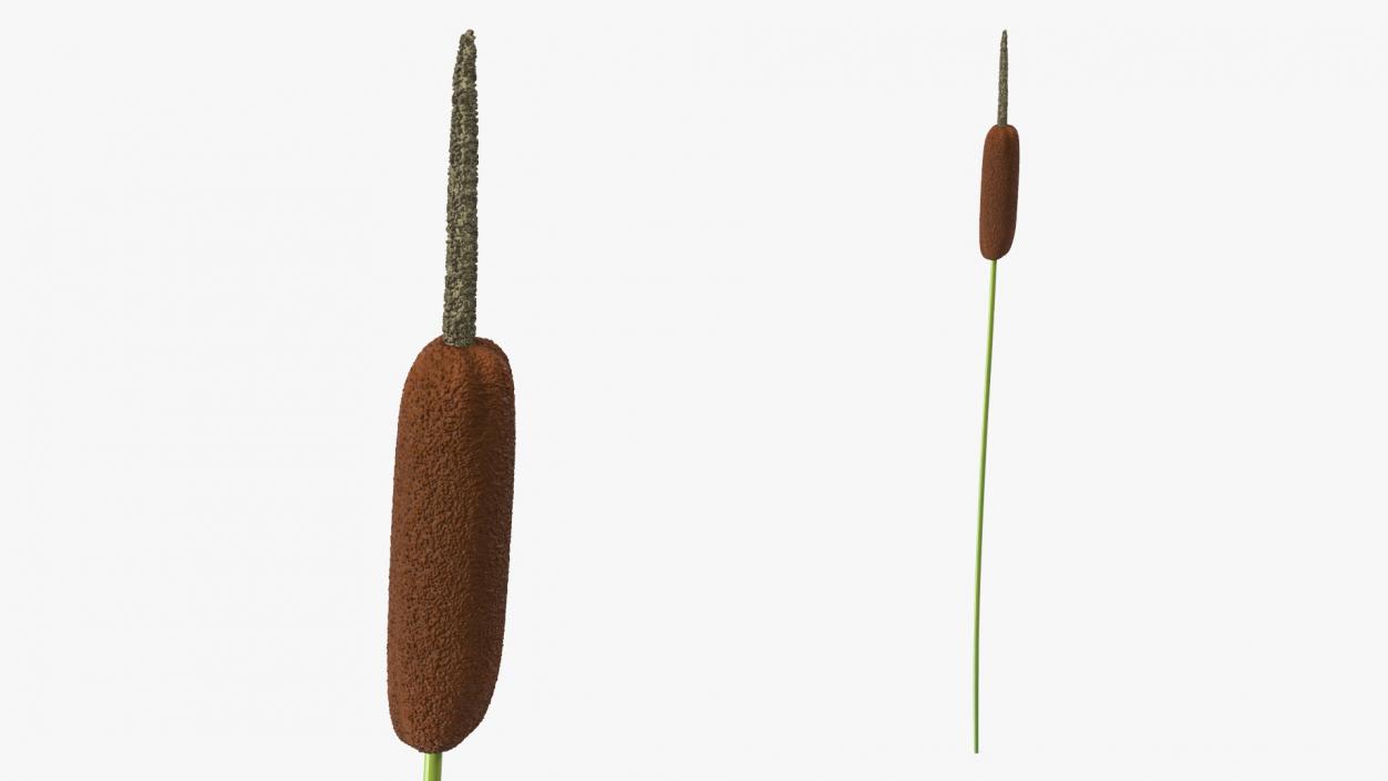 3D Typha Latifolia Plant Flower model