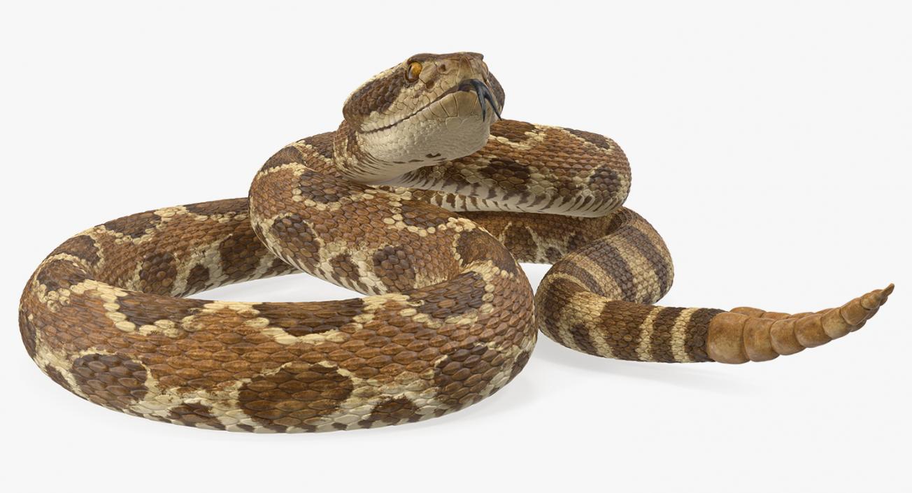 3D Rattlesnake Rigged model