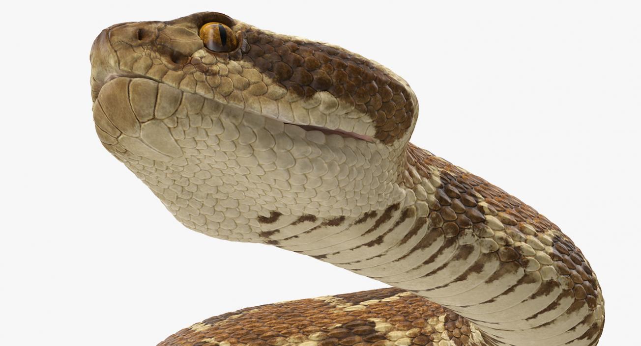 3D Rattlesnake Rigged model