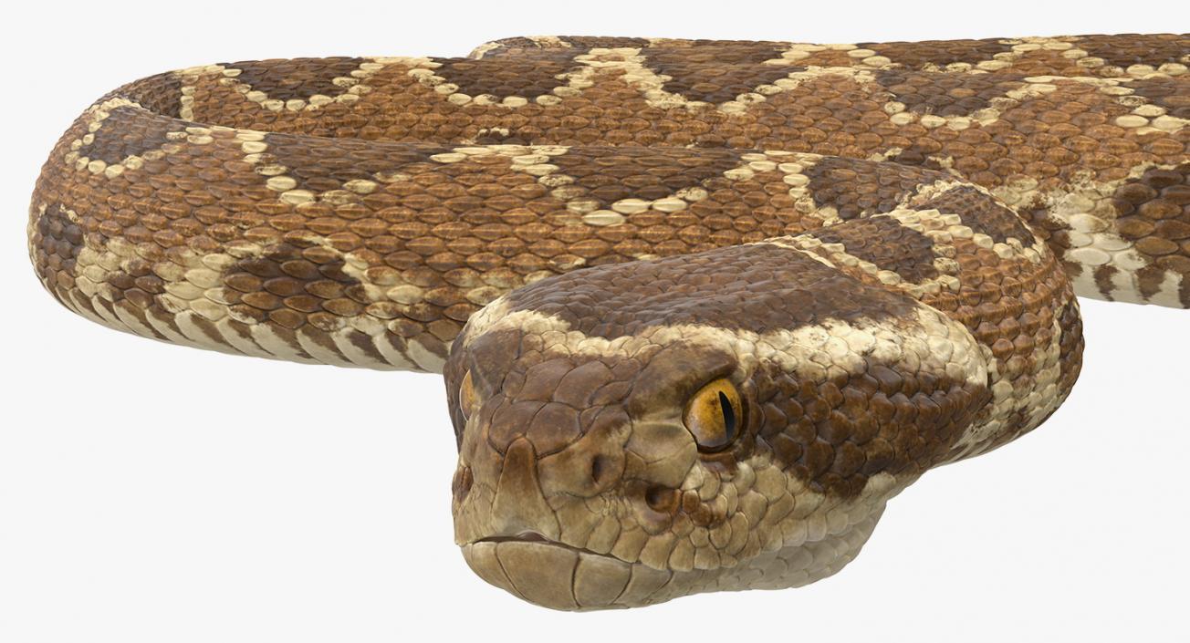 3D Rattlesnake Rigged model