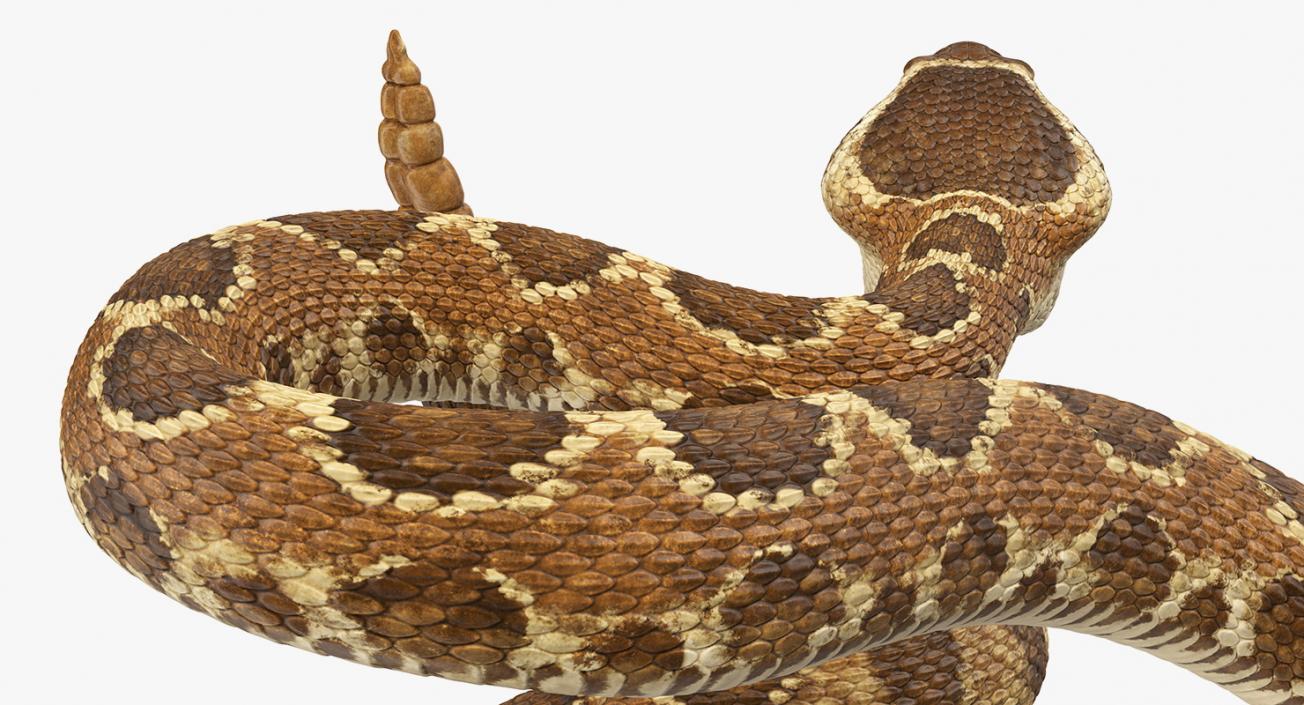 3D Rattlesnake Rigged model