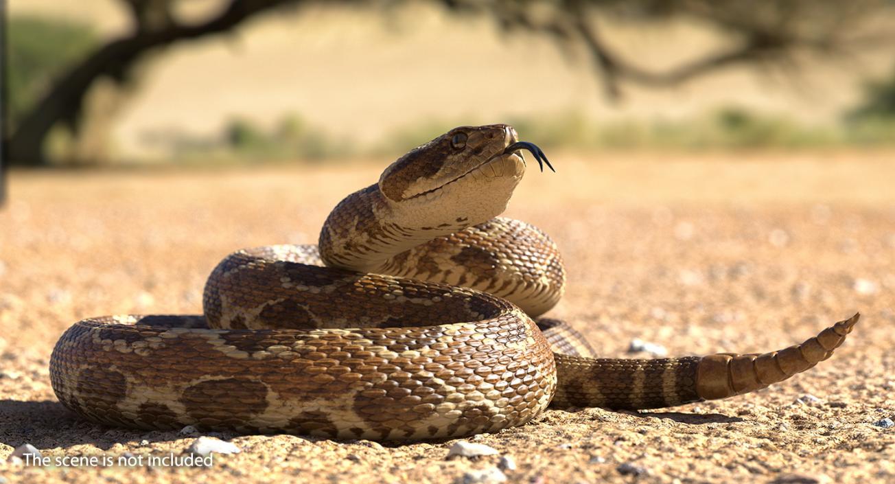 3D Rattlesnake Rigged model