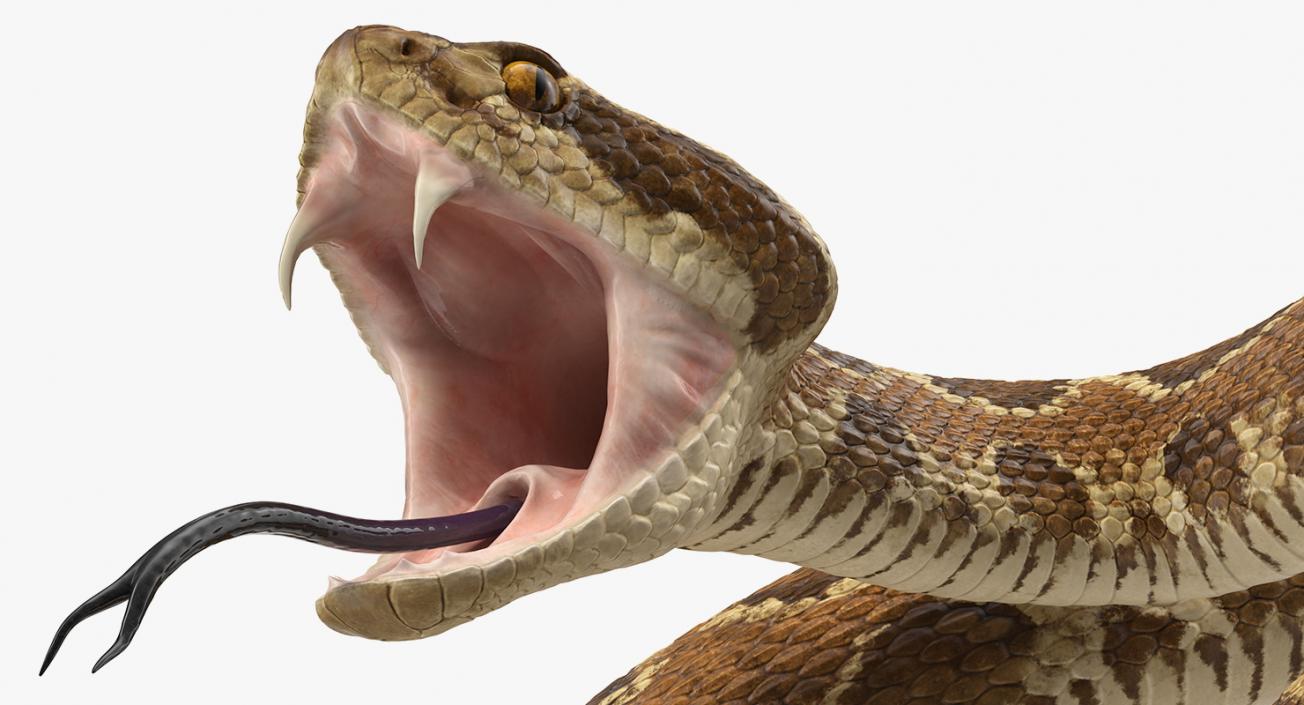 3D Rattlesnake Rigged model