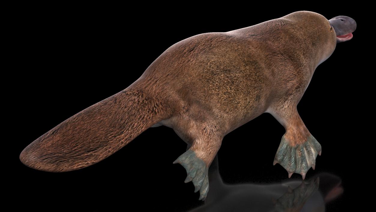 Ornithorhynchus Anatinus 3D model