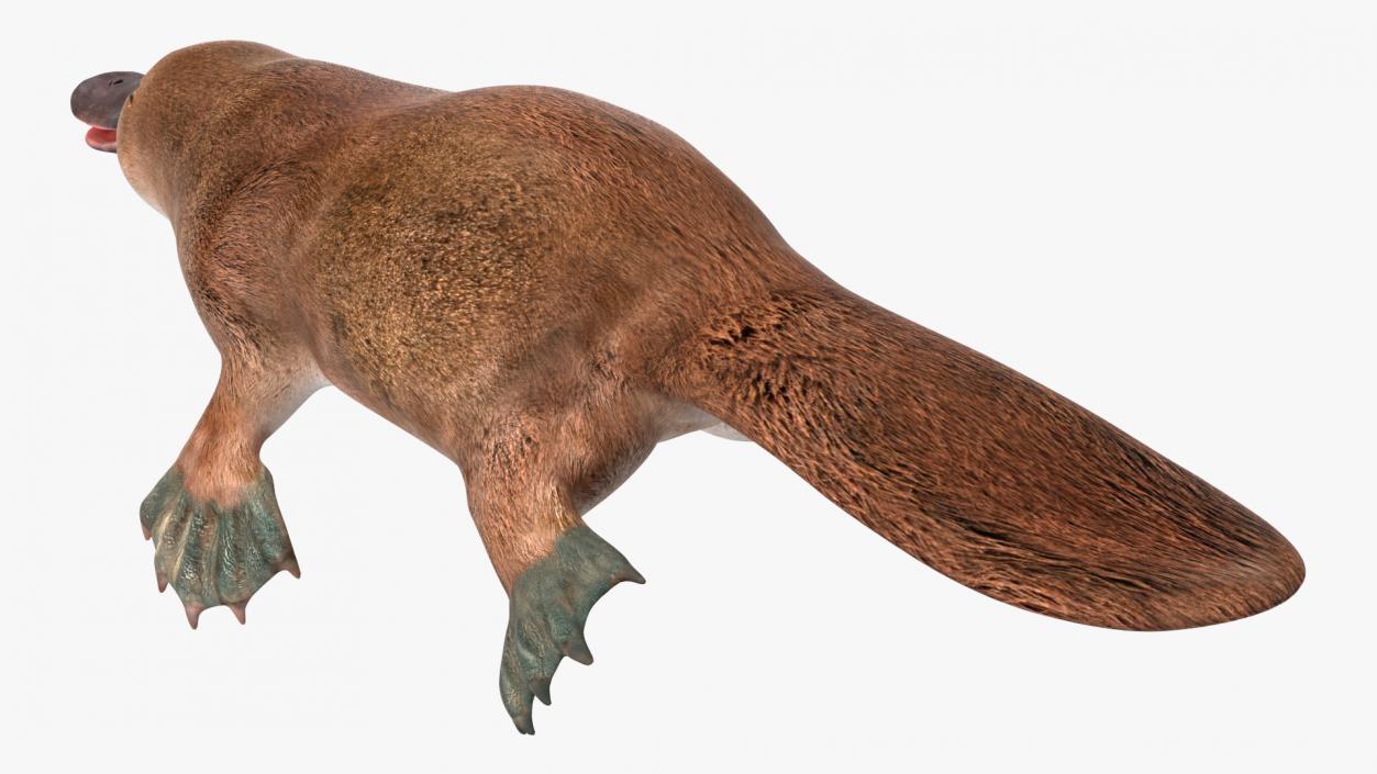 Ornithorhynchus Anatinus 3D model