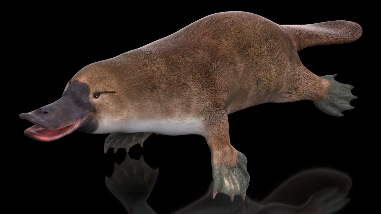 Ornithorhynchus Anatinus 3D model