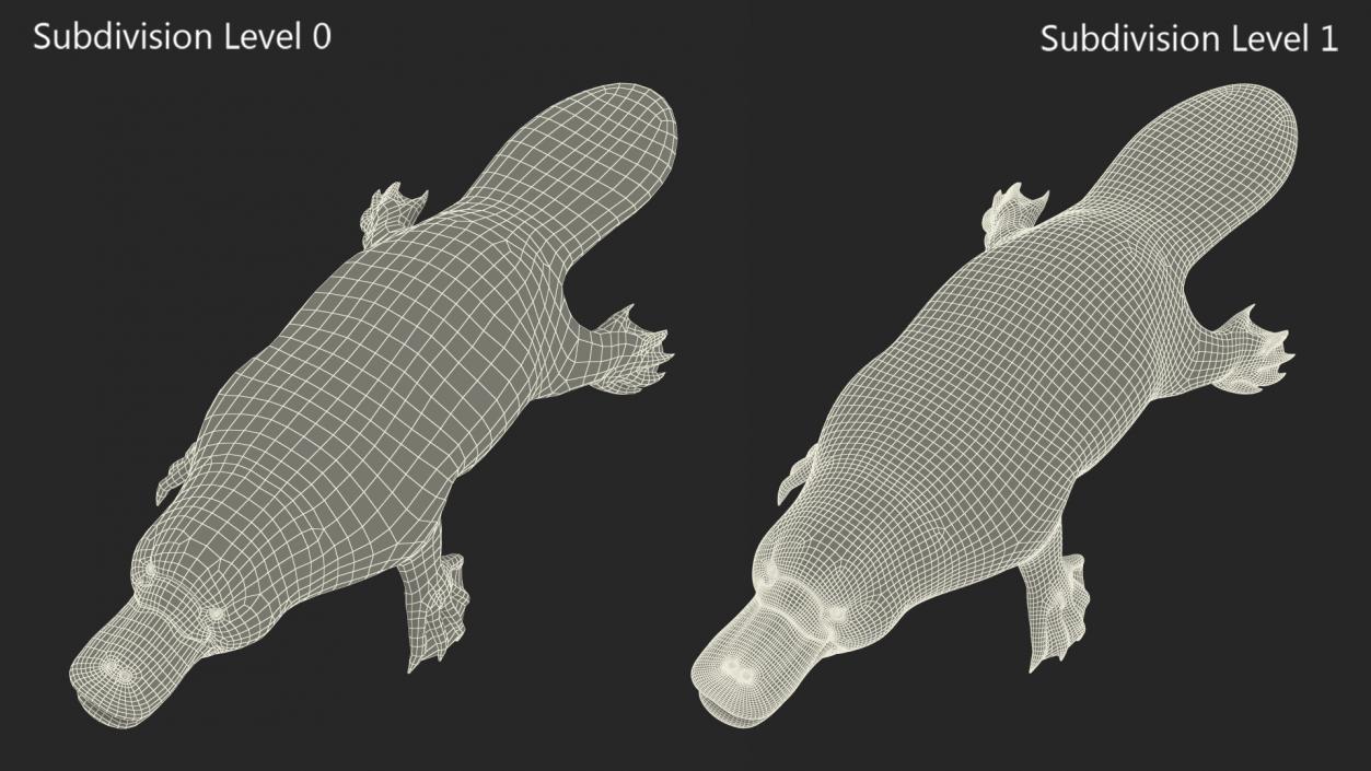 Ornithorhynchus Anatinus 3D model