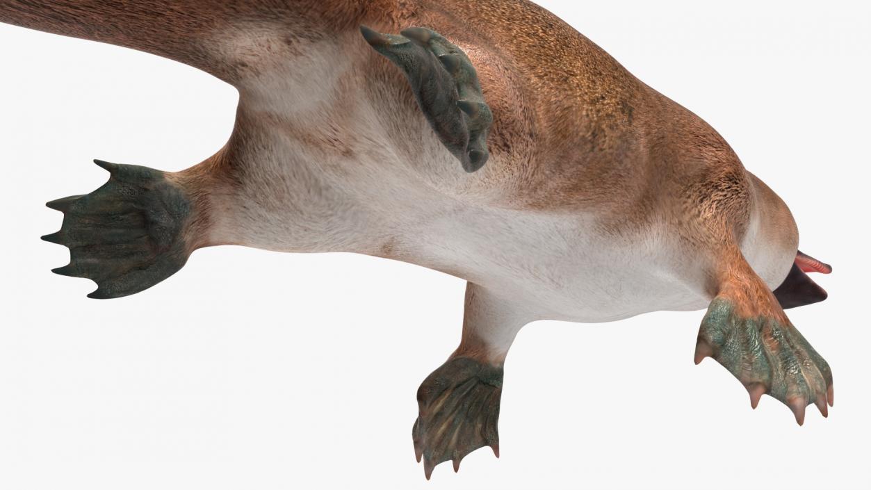 Ornithorhynchus Anatinus 3D model