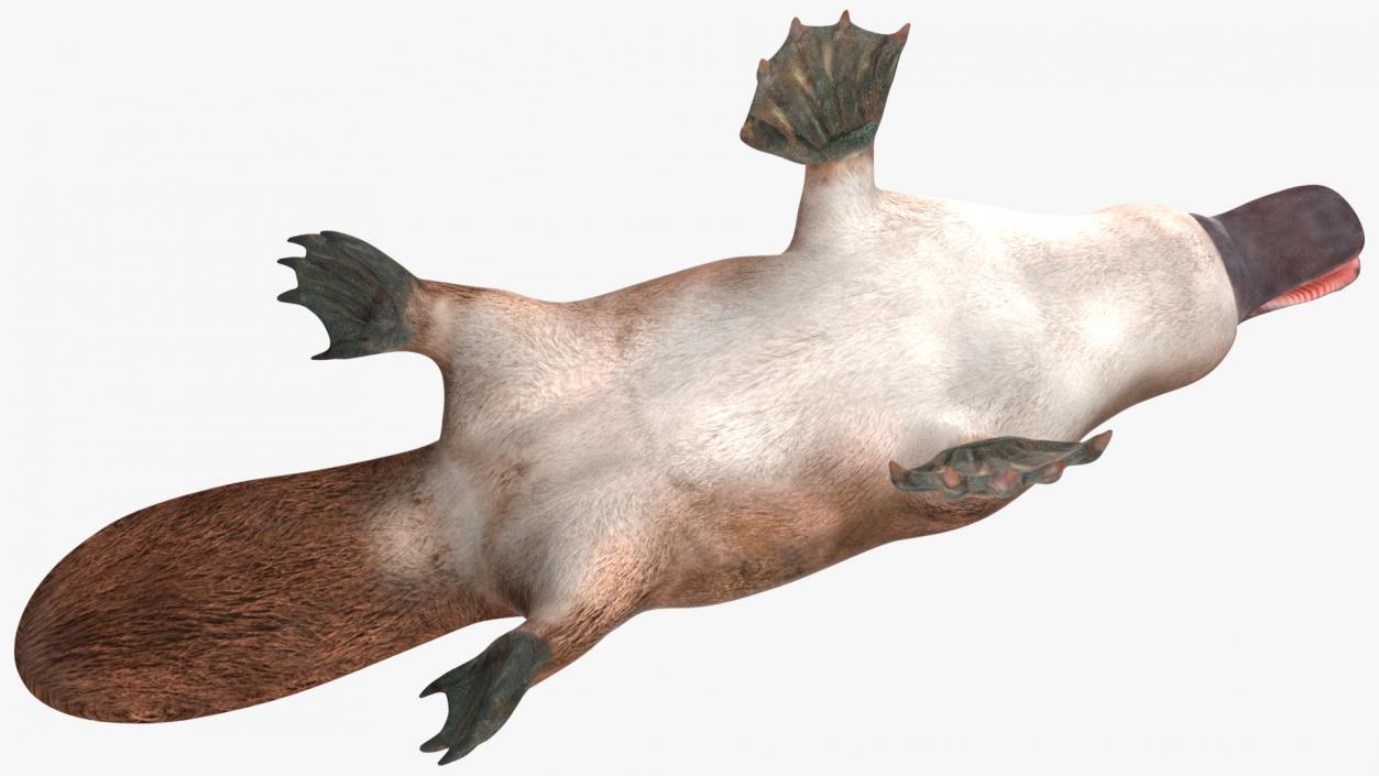 Ornithorhynchus Anatinus 3D model