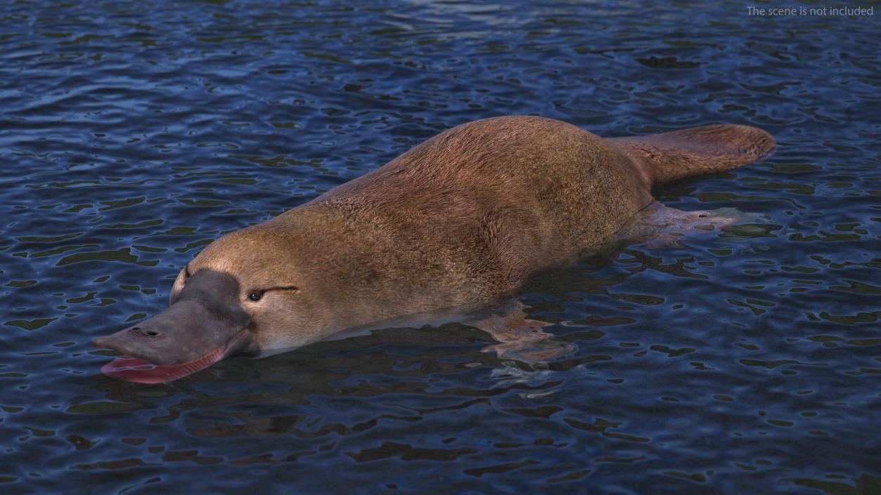 Ornithorhynchus Anatinus 3D model