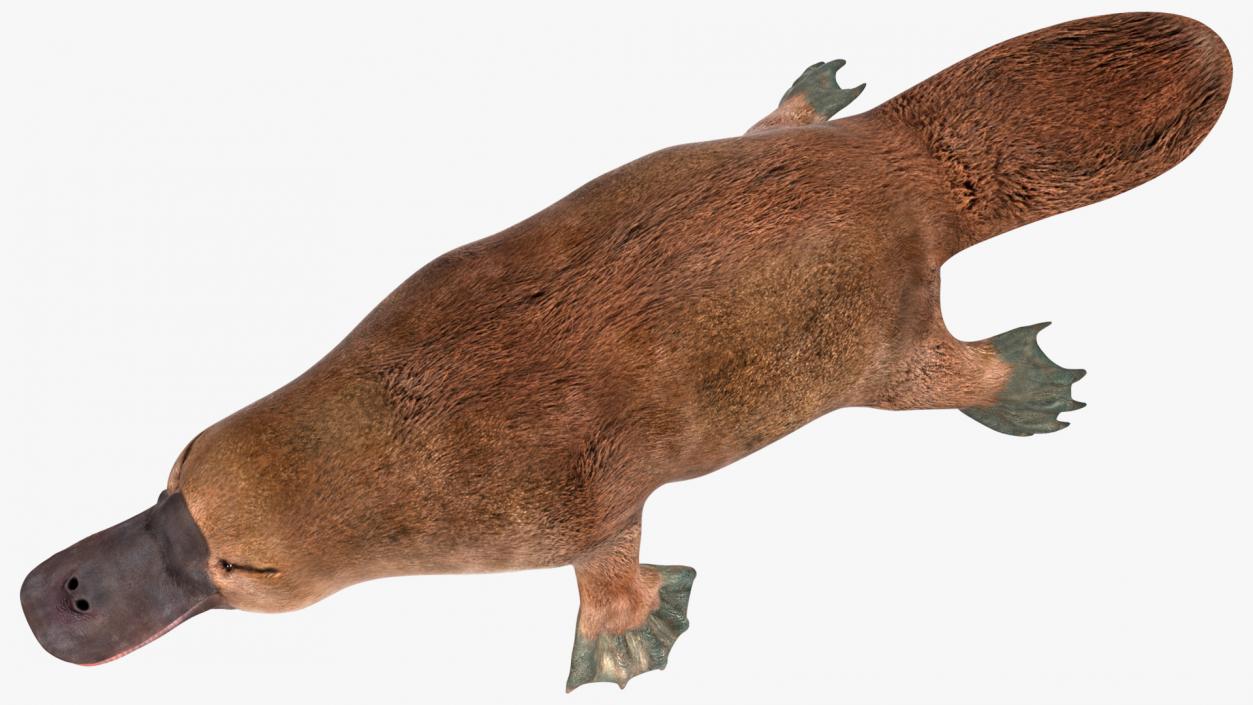 Ornithorhynchus Anatinus 3D model