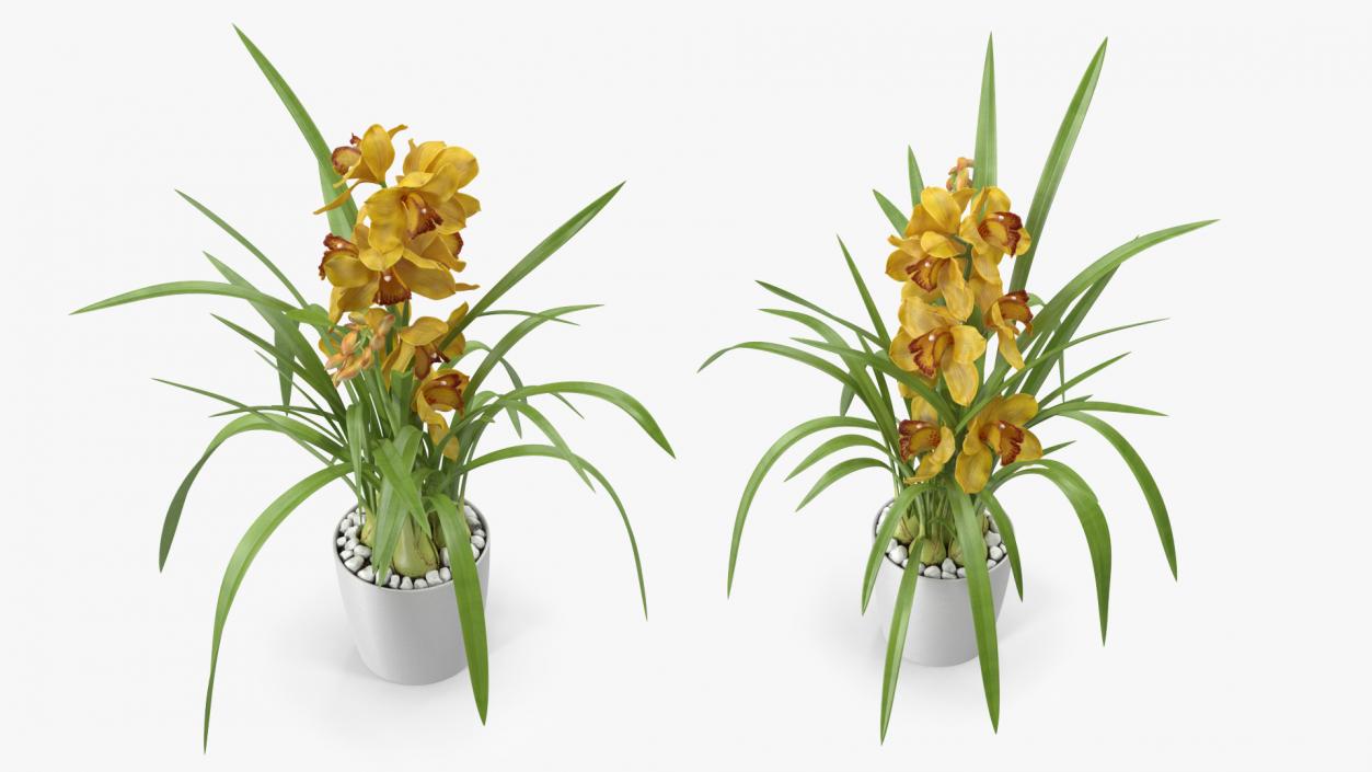 3D Orchid Pot Flower Yellow Fur model