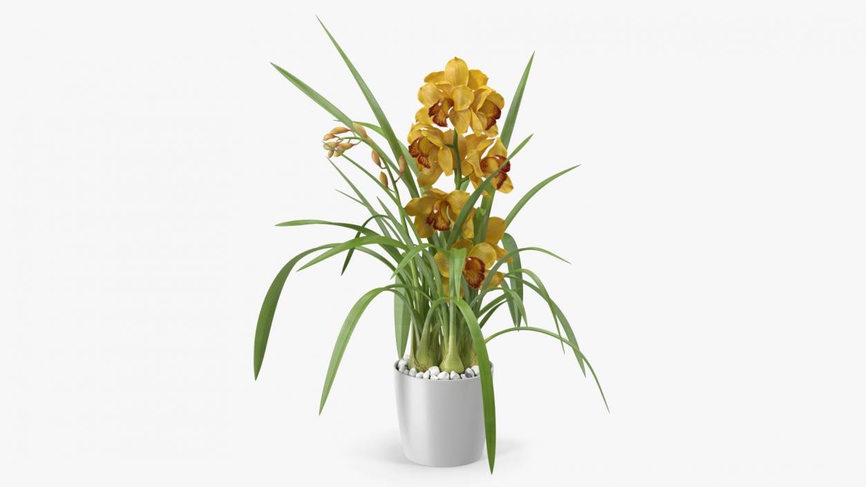 3D Orchid Pot Flower Yellow Fur model