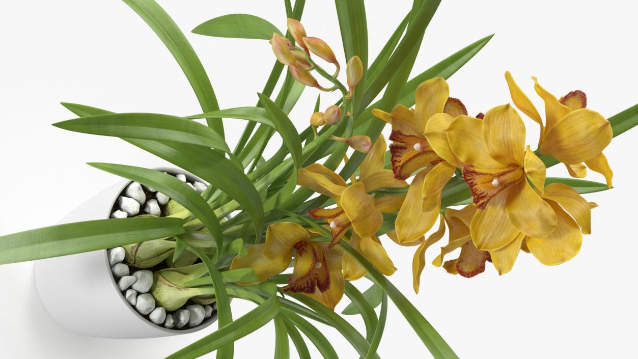 3D Orchid Pot Flower Yellow Fur model