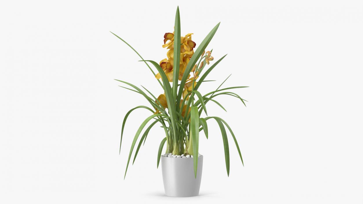 3D Orchid Pot Flower Yellow Fur model