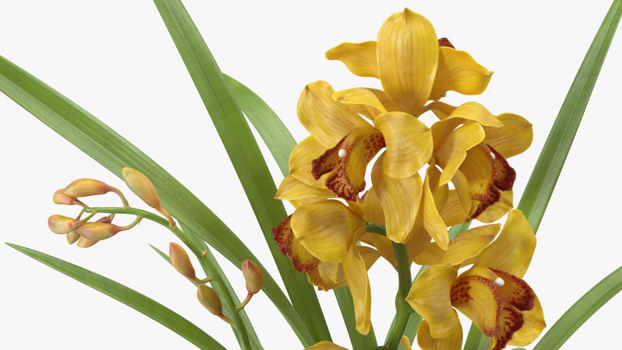 3D Orchid Pot Flower Yellow Fur model