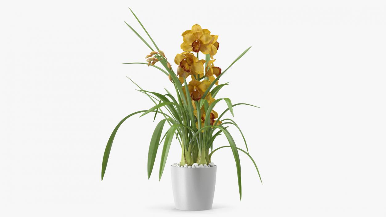 3D Orchid Pot Flower Yellow Fur model