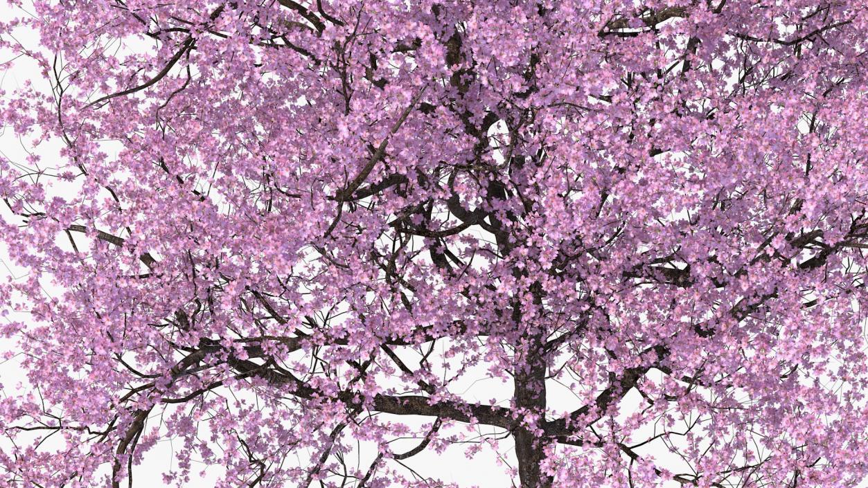 3D Flowering Cherry Tree