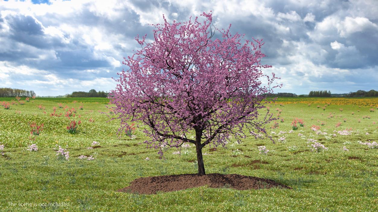 3D Flowering Cherry Tree