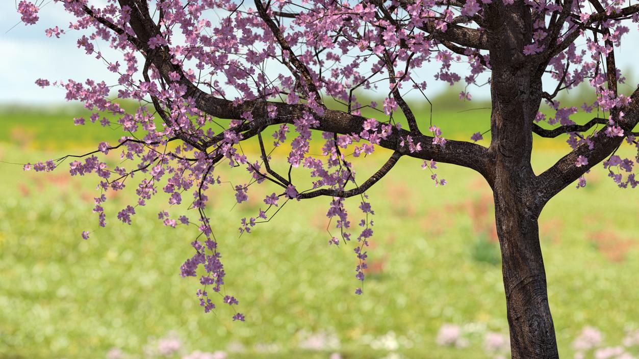 3D Flowering Cherry Tree