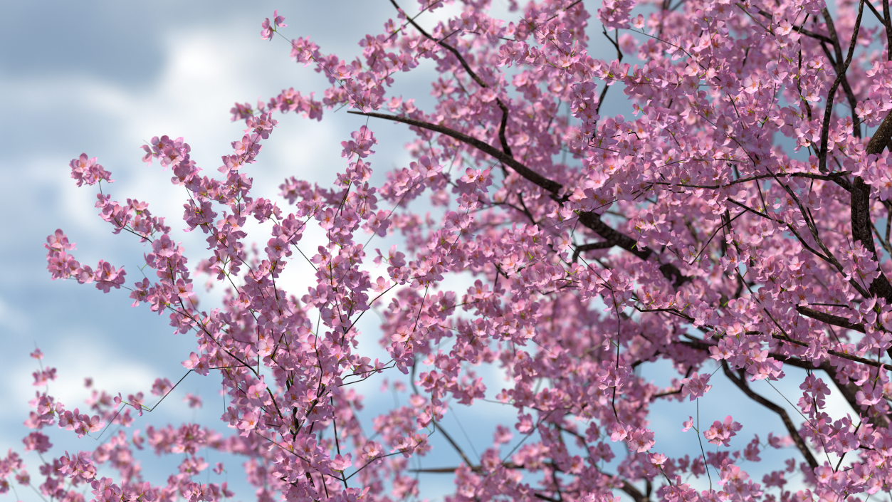 3D Flowering Cherry Tree