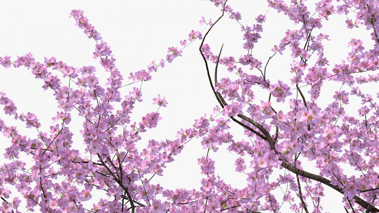 3D Flowering Cherry Tree