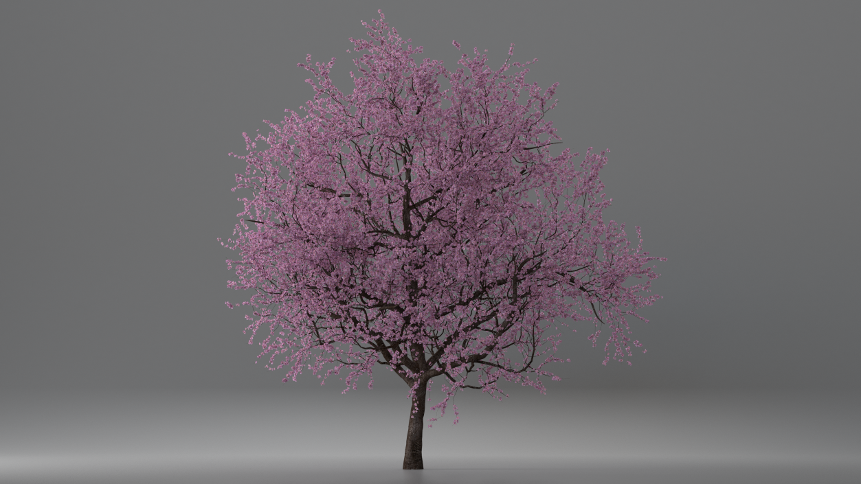 3D Flowering Cherry Tree