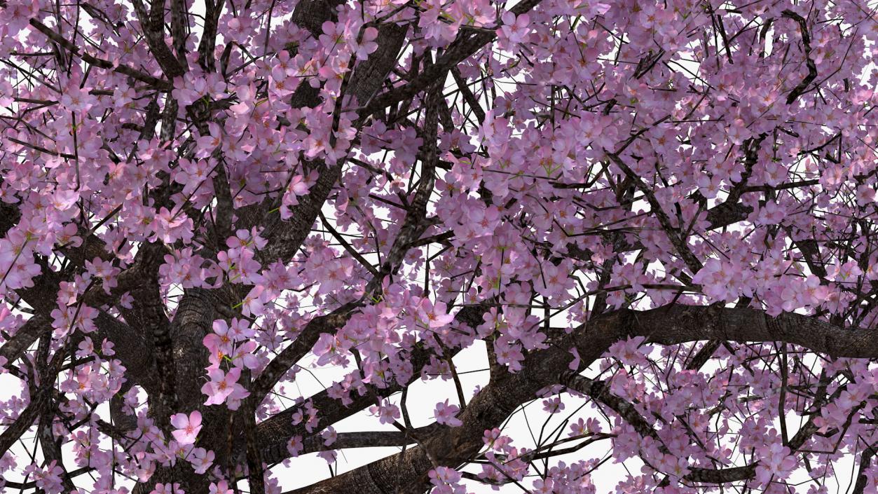 3D Flowering Cherry Tree