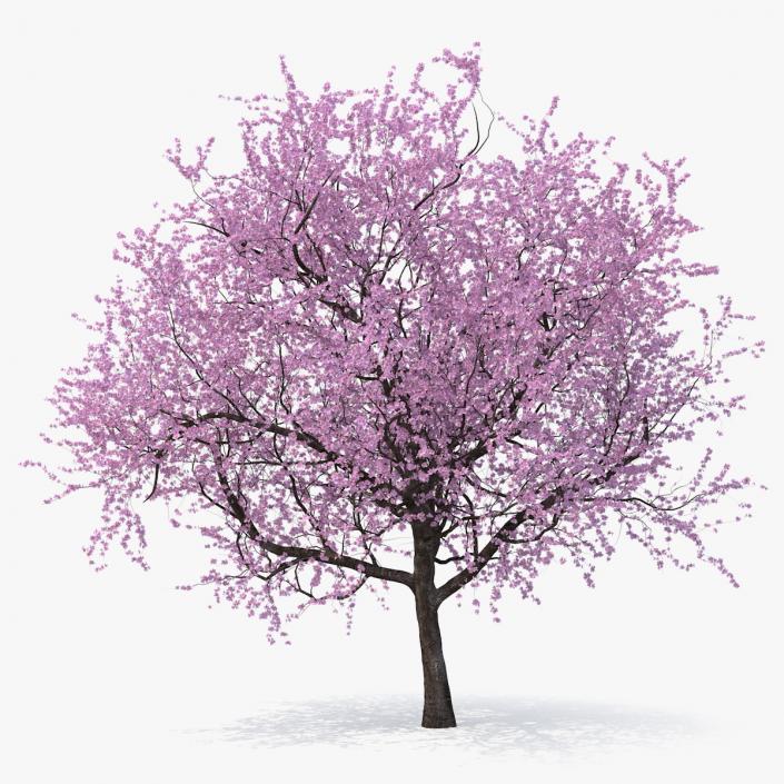 3D Flowering Cherry Tree