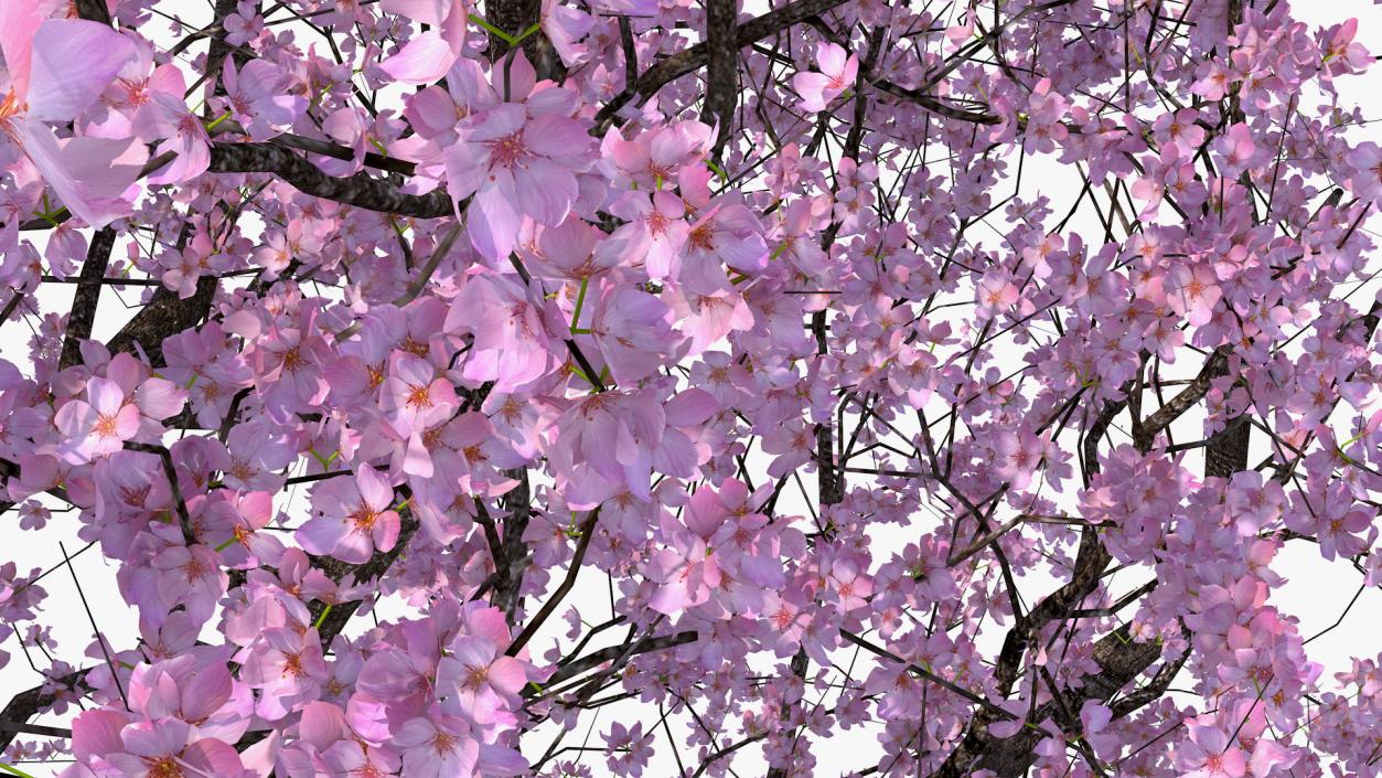 3D Flowering Cherry Tree