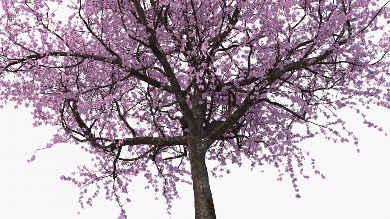 3D Flowering Cherry Tree