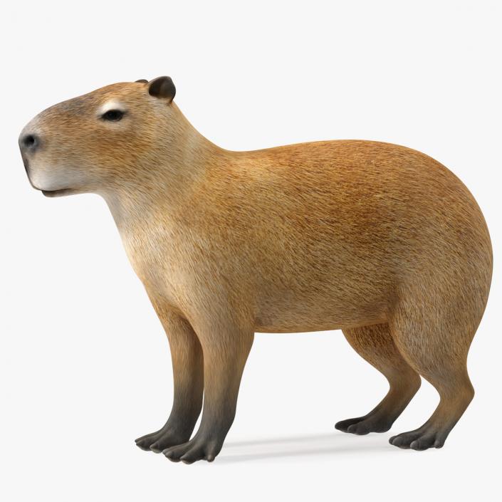 Capybara Rigged for Cinema 4D 3D model