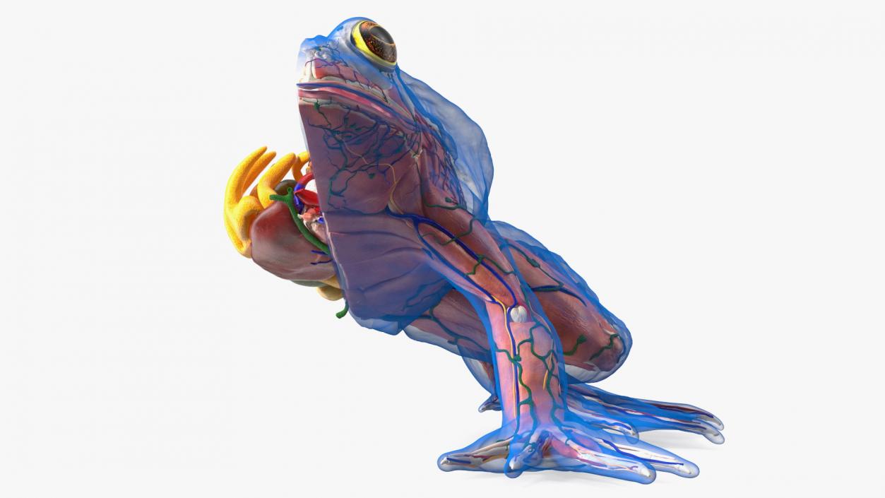 Frog Anatomy Left Side Transparent 3D model