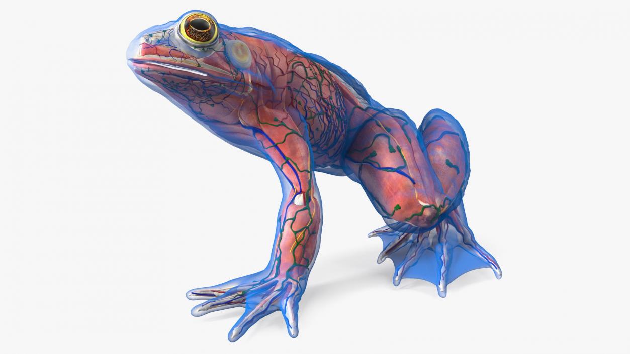 Frog Anatomy Left Side Transparent 3D model