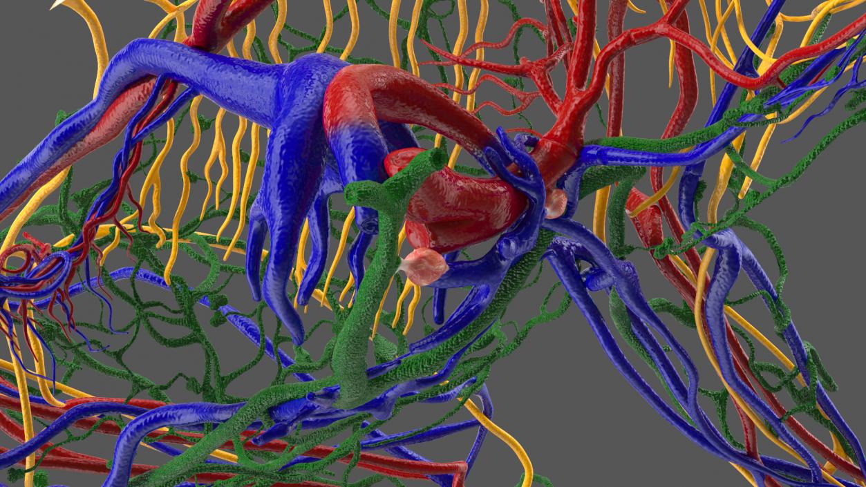 Frog Anatomy Left Side Transparent 3D model