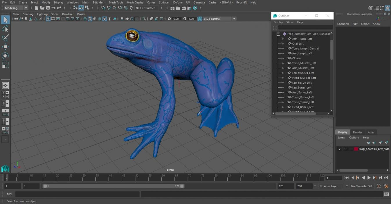 Frog Anatomy Left Side Transparent 3D model