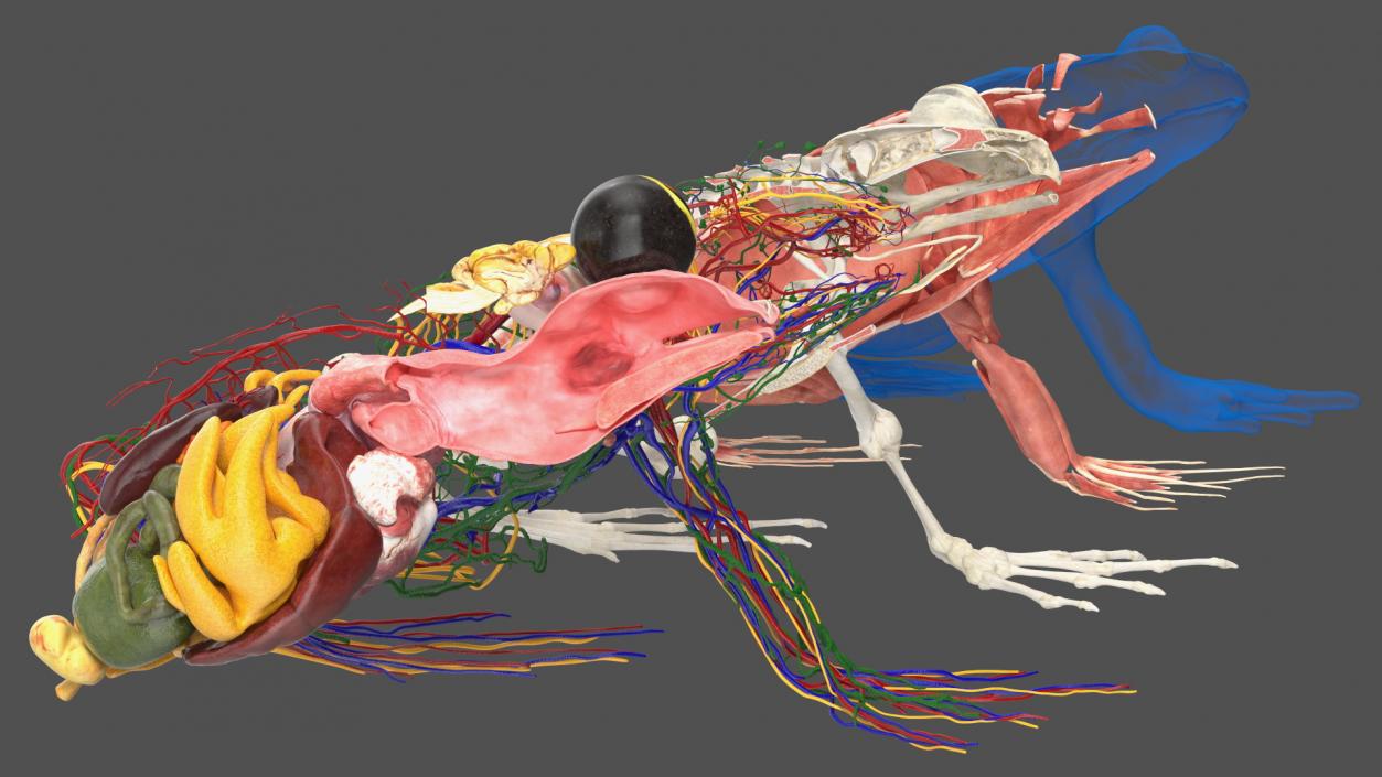 Frog Anatomy Left Side Transparent 3D model