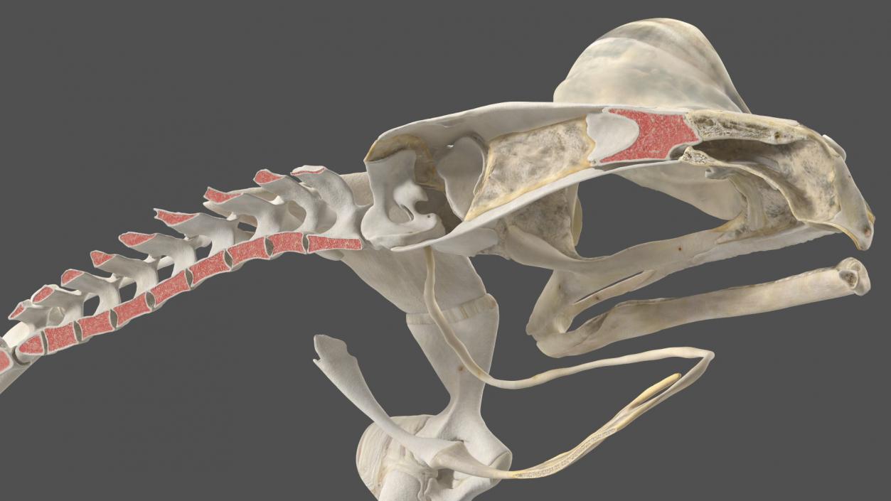 Frog Anatomy Left Side Transparent 3D model