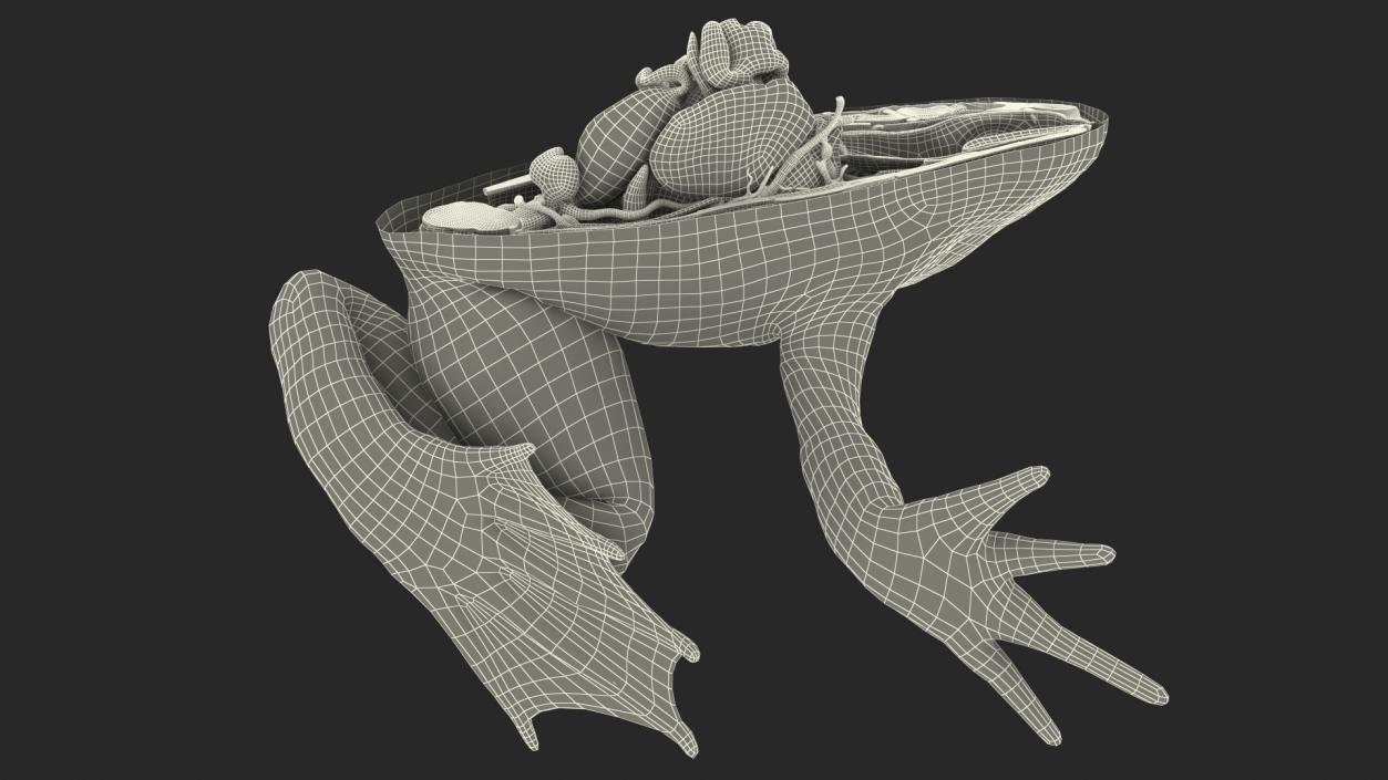 Frog Anatomy Left Side Transparent 3D model