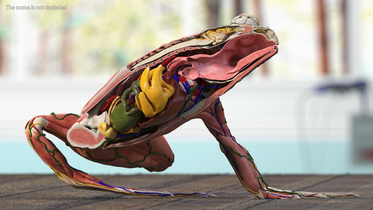 Frog Anatomy Left Side Transparent 3D model