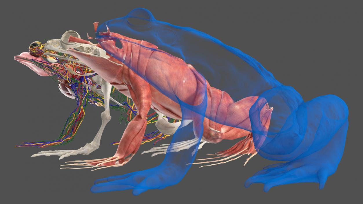 Frog Anatomy Left Side Transparent 3D model