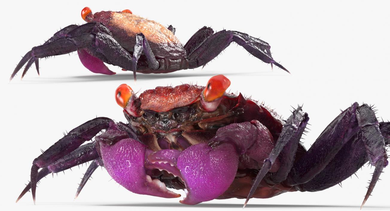 Purple Vampire Crab Geosesarma with Fur 3D model