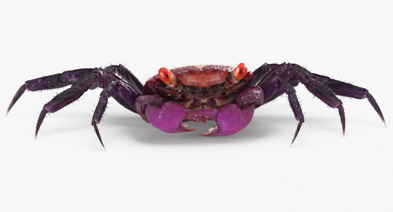 Purple Vampire Crab Geosesarma with Fur 3D model