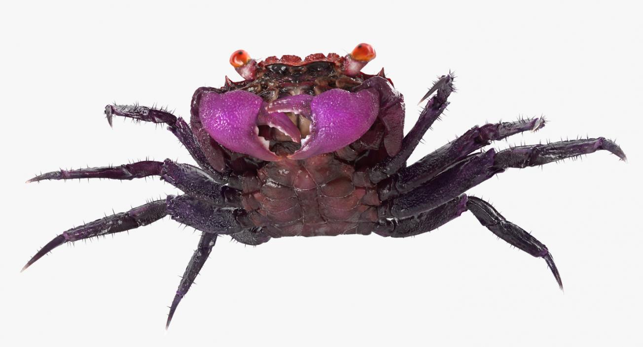 Purple Vampire Crab Geosesarma with Fur 3D model