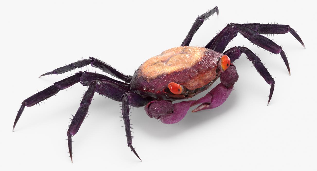 Purple Vampire Crab Geosesarma with Fur 3D model