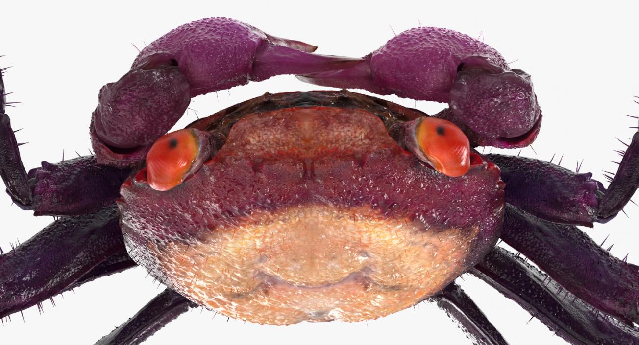 Purple Vampire Crab Geosesarma with Fur 3D model