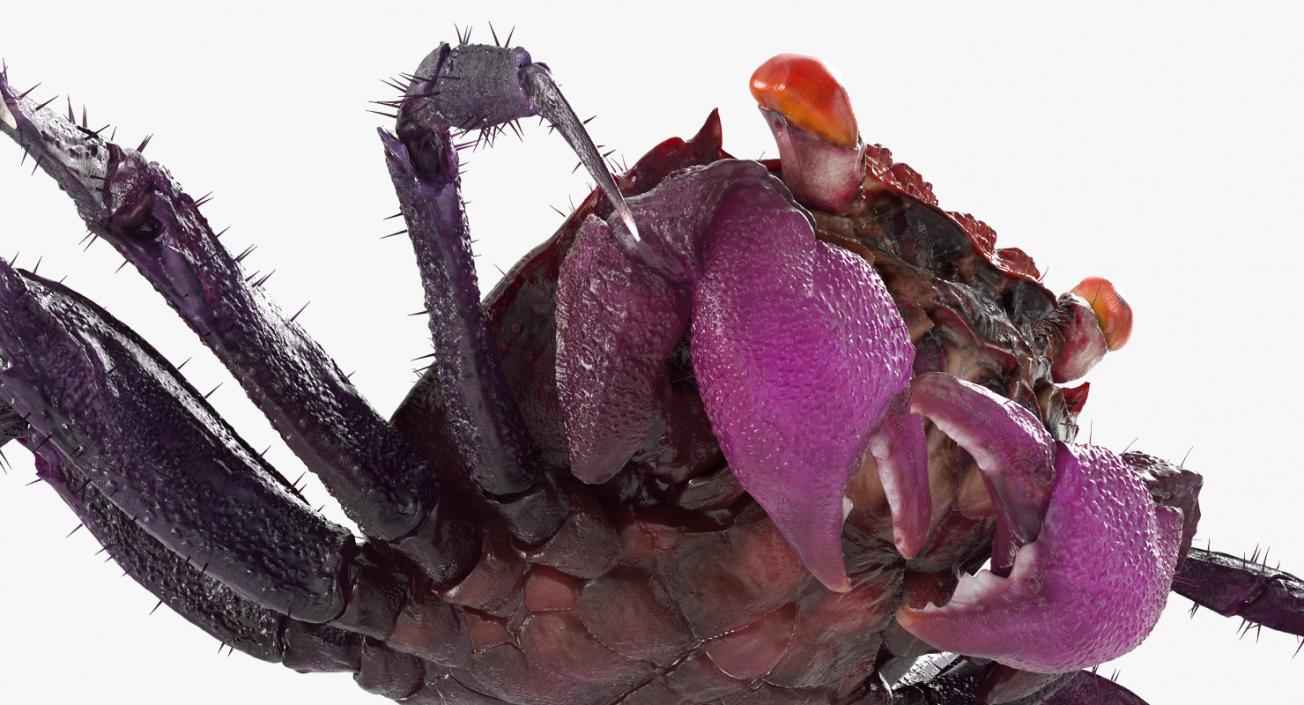 Purple Vampire Crab Geosesarma with Fur 3D model