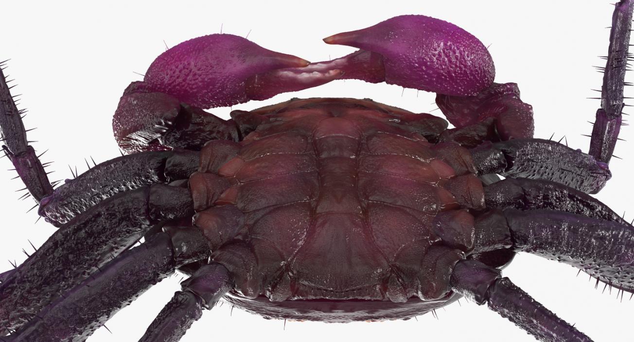 Purple Vampire Crab Geosesarma with Fur 3D model