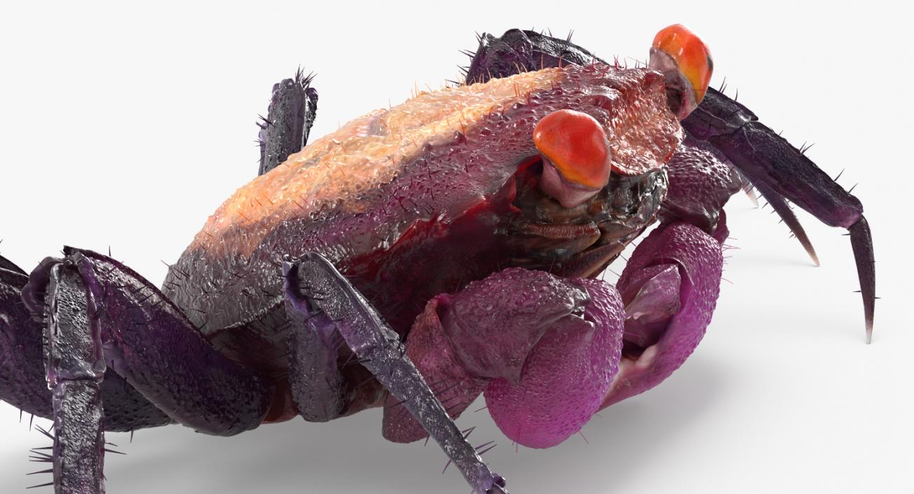 Purple Vampire Crab Geosesarma with Fur 3D model