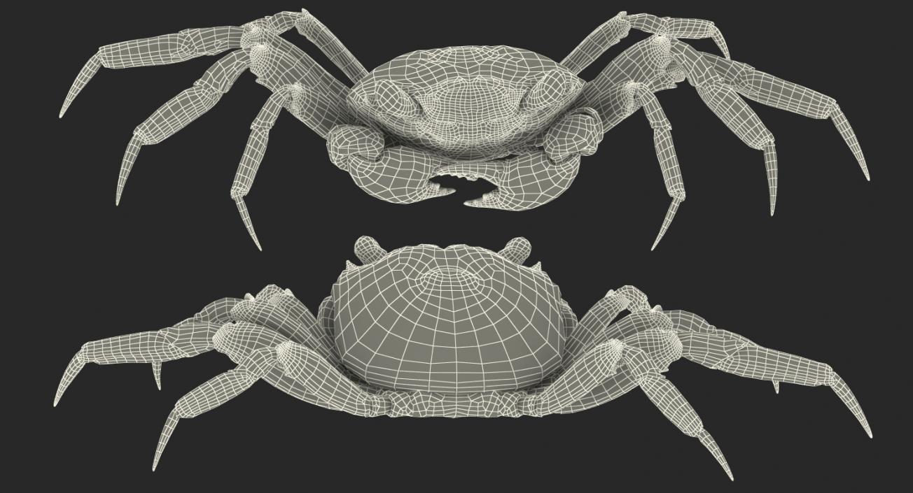 Purple Vampire Crab Geosesarma with Fur 3D model